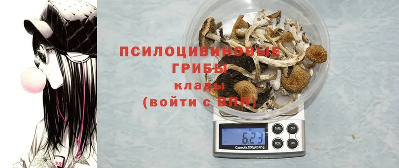 Псилоцибиновые грибы Psilocybe  купить  сайты  Комсомольск-на-Амуре 